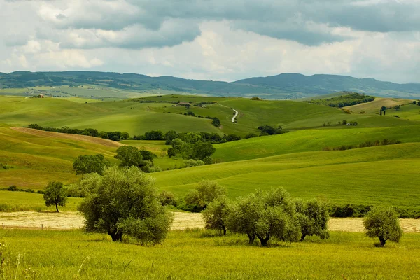 Gröna Toscana hills — Stockfoto