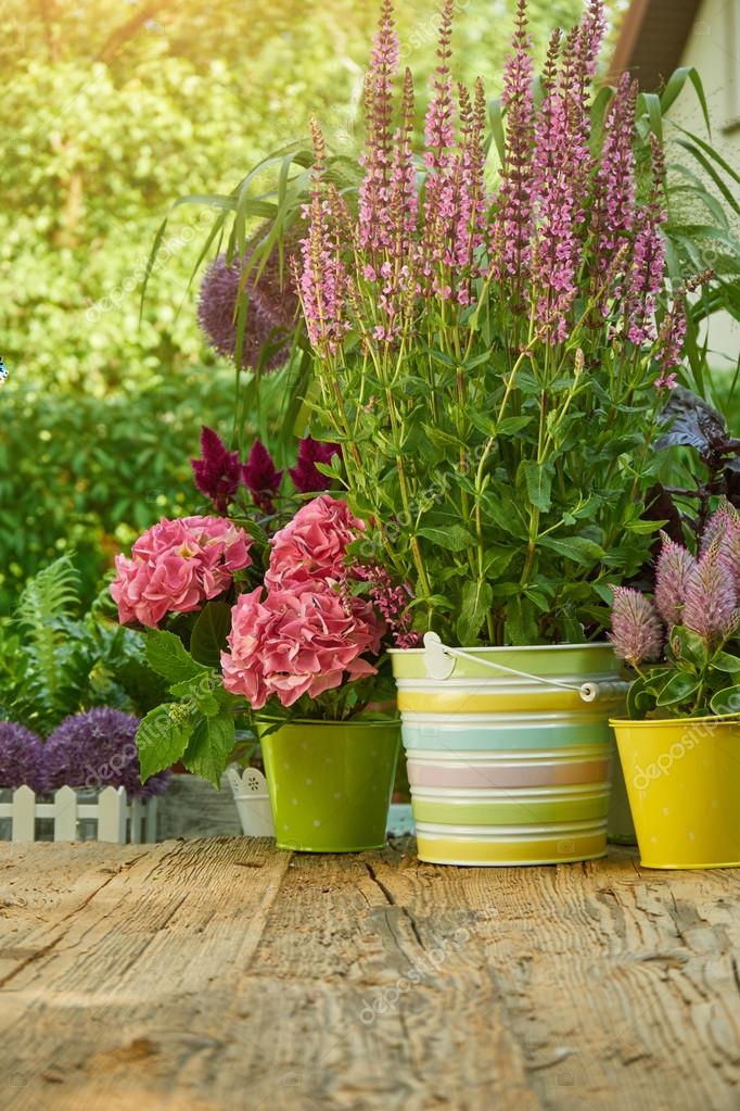 Beautiful flowers in pots — Stock Photo © zoomteam 98887194