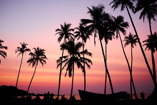 Kokosové palmy během východu slunce — Stock fotografie