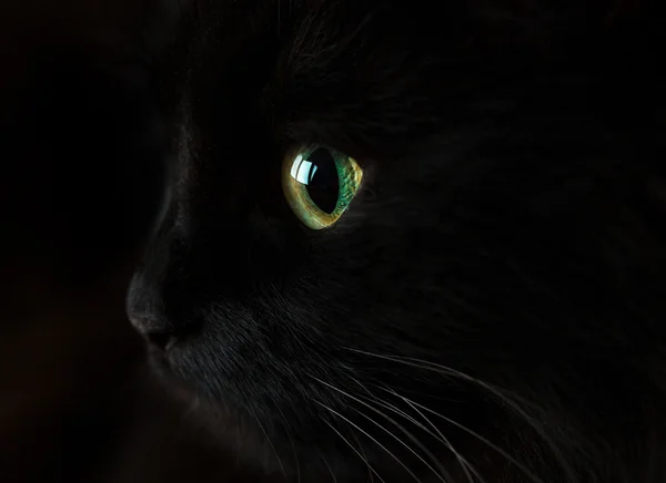 Aranyos szájkosár egy fekete macska — Stock Fotó