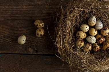 Bıldırcın yumurtası ahşap rustik arka plan üzerinde bir yuva
