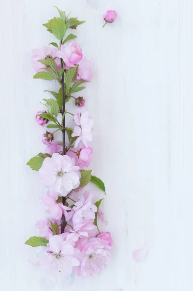 Bunga close-up pada latar belakang kayu putih — Stok Foto
