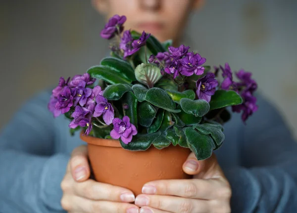 Mulher segurando um pote de violeta — Fotografia de Stock