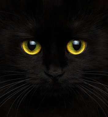Siyah bir kedi şirin namlu yakın çekim