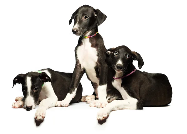 Drie leuke puppy greyhounds op een wit — Stockfoto