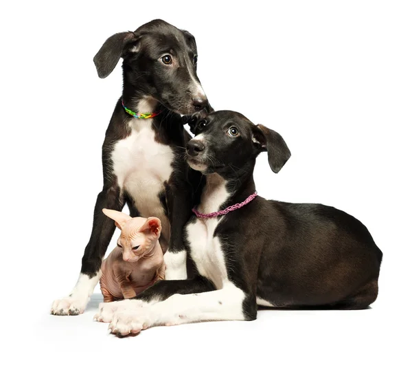 Deux chiots mignons lévriers et chaton don sphynx sur un blanc — Photo