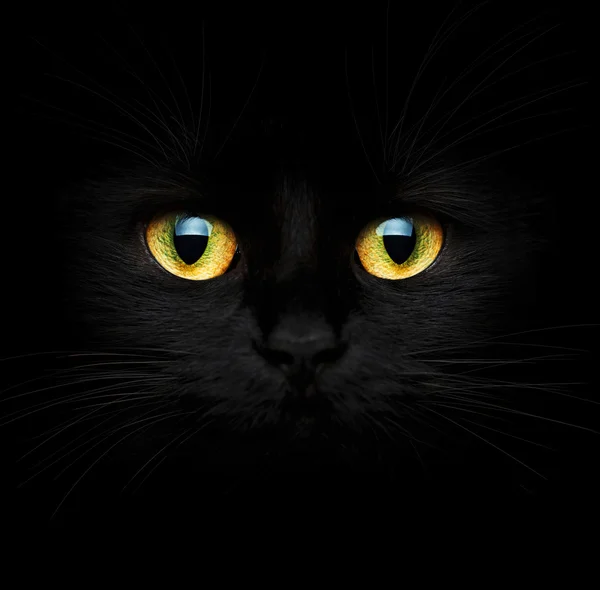 Closeup černá kočka — Stock fotografie