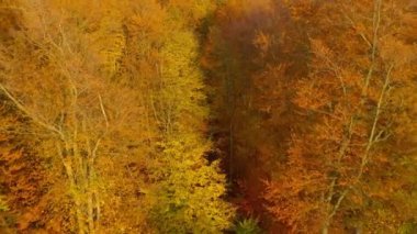 Parlak bir sonbahar ormanının tepesinden manzara