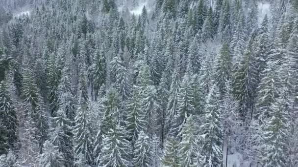 Vuelo sobre el bosque cubierto de nieve de invierno — Vídeos de Stock