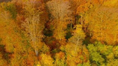 Parlak bir sonbahar ormanının tepesinden manzara