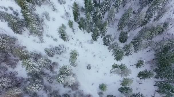 Vuelo sobre el bosque cubierto de nieve de invierno. Bosque de invierno como fondo — Vídeos de Stock