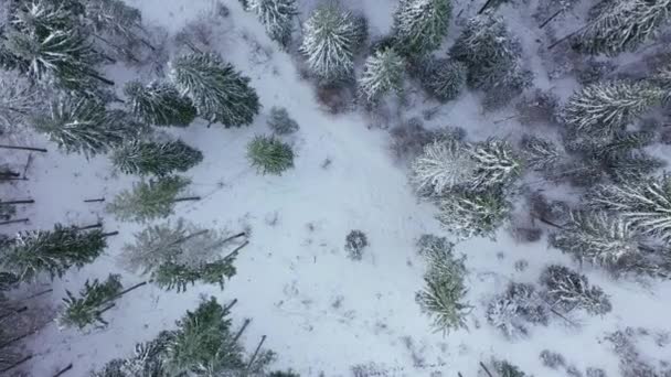 Sestup přes zimní zasněžený les. Zimní les jako pozadí — Stock video