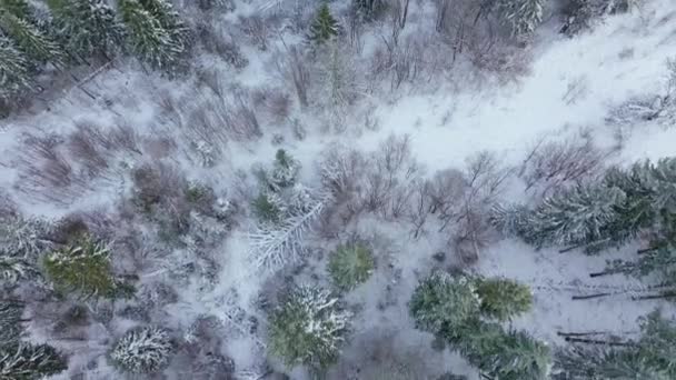 在白雪覆盖的森林中飞行。以冬季森林为背景 — 图库视频影像