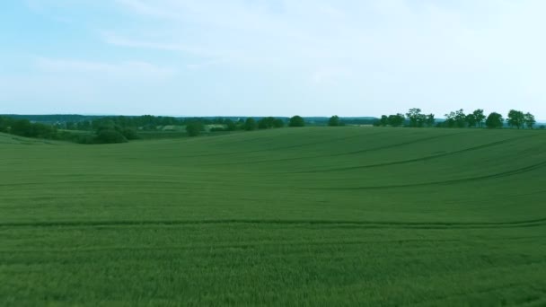 एक हरे गेहूं के खेत, कृषि उद्योग पर उड़ान भर रहा है। गति में प्राकृतिक बनावट पृष्ठभूमि। फसल जैविक खेती — स्टॉक वीडियो