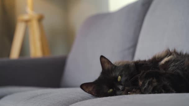 Piękny czarny puszysty kot z zielonymi oczami leży i drzemie na kanapie — Wideo stockowe