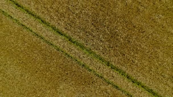 Vliegen over het gele tarweveld, agrarische industrie. Natuurlijke textuur achtergrond in beweging. Oogst biologisch verbouwen — Stockvideo