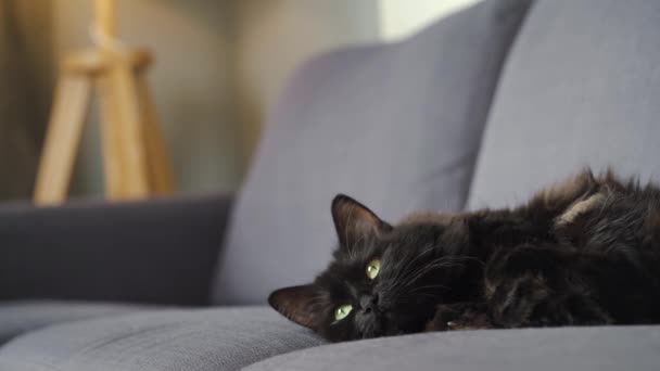 Piękny czarny puszysty kot z zielonymi oczami leży na kanapie i obserwuje obiekt za kulisami — Wideo stockowe