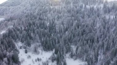 Kışın dağlarda karla kaplı ağaçların havadan görünüşü