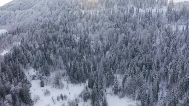 Vista aérea de árvores cobertas de neve nas montanhas no inverno — Vídeo de Stock