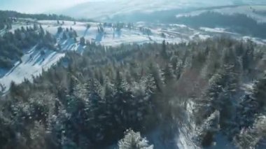 Kışın dağlarda karla kaplı ağaçların havadan görünüşü. FPV insansız hava aracı ile çekildi