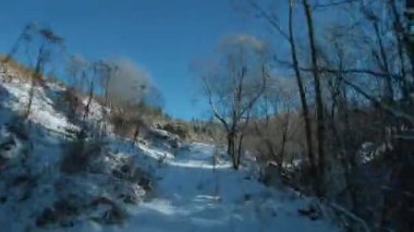 Kışın dağlarda karla kaplı ağaçların havadan görünüşü. FPV insansız hava aracı ile çekildi