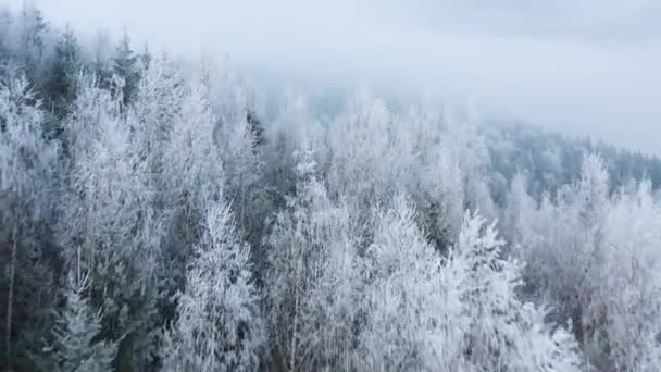 Repülés egy mesés hófödte erdő felett a hegyek lejtőin — Stock videók
