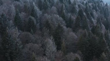 Efsanevi bir kış ormanının üzerinde uçarken ağaçlar donla kaplıdır. Sis dağların üzerinde kıvrılır.