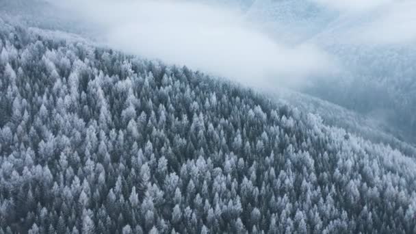 Vuelo sobre un fabuloso bosque cubierto de nieve en las laderas de las montañas — Vídeos de Stock
