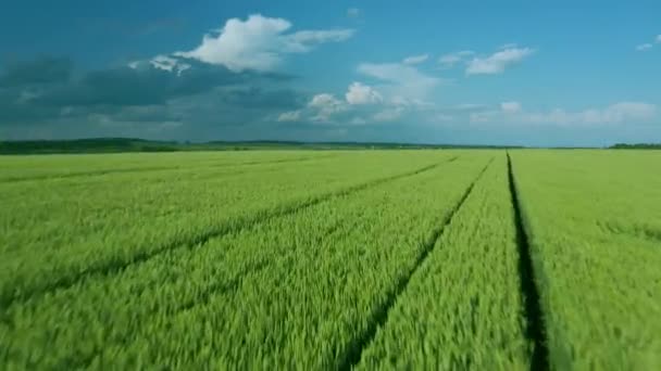 Voando sobre um campo de trigo verde, céu azul claro. Indústria agrícola. — Vídeo de Stock