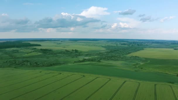 Luftaufnahme eines grünen Weizenfeldes, landwirtschaftliche Industrie. Natürliche Textur Hintergrund in Bewegung. Ökologischer Anbau — Stockvideo