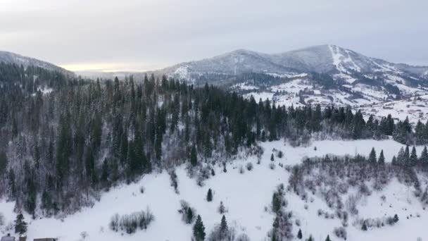 Αεροφωτογραφία των χιονισμένων δέντρων στα βουνά το χειμώνα — Αρχείο Βίντεο