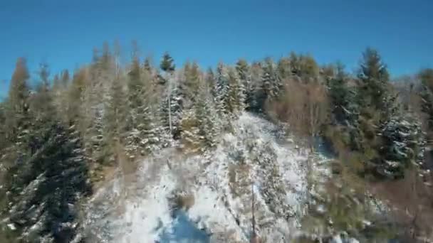 Flygfoto av snötäckta träd i bergen på vintern. Inspelning på FPV-drönare — Stockvideo