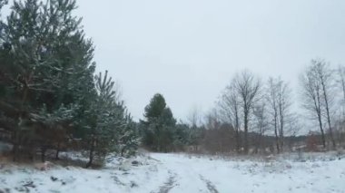 Karla kaplı çam ağaçlarıyla çevrili yol boyunca uçmak. FPV insansız hava aracı ile çekildi
