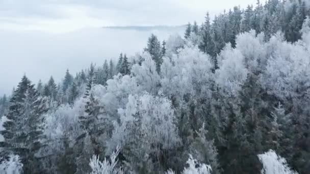 山の斜面にある素晴らしい雪に覆われた森の上を飛ぶ — ストック動画