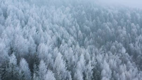 Zbor peste o pădure fabuloasă acoperită de zăpadă pe versanții munților — Videoclip de stoc