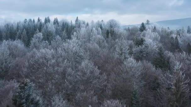 Voando sobre uma fabulosa floresta de inverno, as árvores estão cobertas com geada, o nevoeiro gira sobre as montanhas — Vídeo de Stock