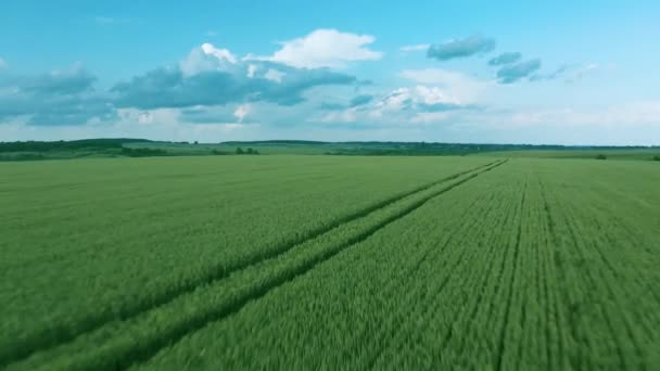 Yeşil buğday tarlası üzerinde uçmak, açık mavi gökyüzü. Tarım endüstrisi. — Stok video