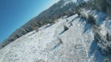 Kışın dağlarda karla kaplı ağaçların havadan görünüşü. FPV insansız hava aracı ile çekildi