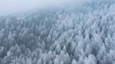 Dağların yamaçlarındaki karla kaplı muhteşem bir ormanın üzerinden uçmak