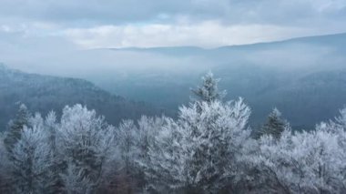 Efsanevi bir kış ormanının üzerinde uçarken ağaçlar donla kaplıdır. Sis dağların üzerinde kıvrılır.