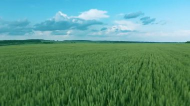Yeşil buğday tarlası üzerinde uçmak, açık mavi gökyüzü. Tarım endüstrisi.