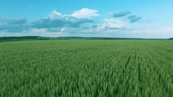 Flug über ein grünes Weizenfeld, strahlend blauer Himmel. Agrarindustrie. — Stockvideo