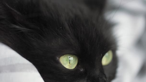 Морда черной кошки с зелеными глазами закрывается. Медленное движение — стоковое видео