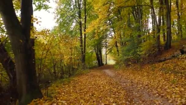 Flyger längs stigen i höstskogen. Marken är beströdd med ljusa gula blad — Stockvideo