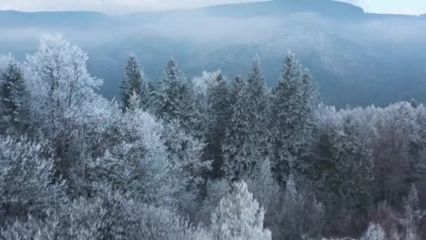 Egy mesés téli erdő fölött repülve, a fákat fagy borítja, a köd kavarog a hegyek felett. — Stock videók