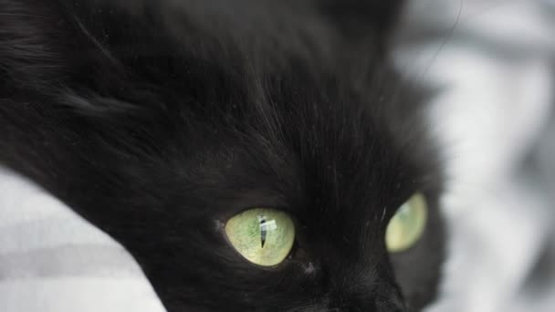 Чума чорного кота з зеленими очима крупним планом — стокове відео