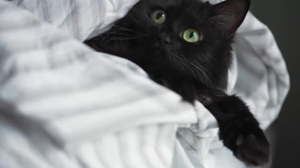 Chat moelleux noir aux yeux verts enveloppé dans une couverture avec ses pattes — Video