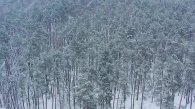 Kışın karla kaplı ormandaki hava manzarası. Arka planda kış ormanı