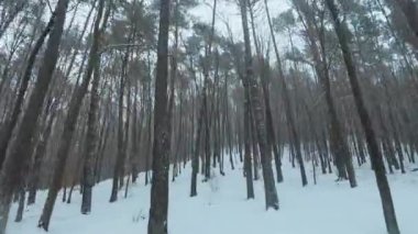 Kar yağışı altındaki bir kış ormanında ağaçlar arasında yumuşak bir manevra uçuşu. Kar taneleri kameraya düşer.