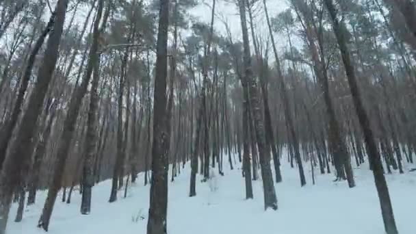 Voo manobrável suave entre árvores em uma floresta de inverno em queda de neve. Flocos de neve caem diretamente na câmera — Vídeo de Stock